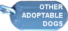 Other Dogs